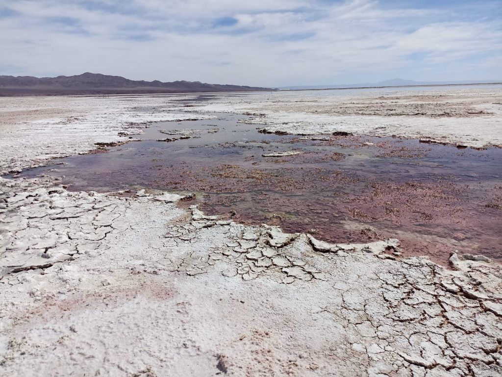 CDE presenta consistente prueba documental y testimonial sobre grave daño ambiental provocado por sociedades mineras a acuífero del Salar de Atacama